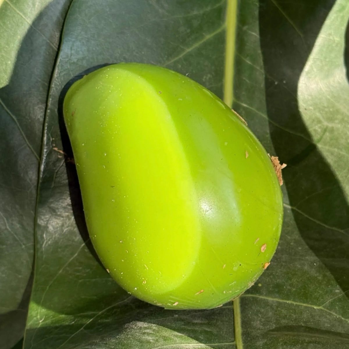 Chameleon Mango Crunch