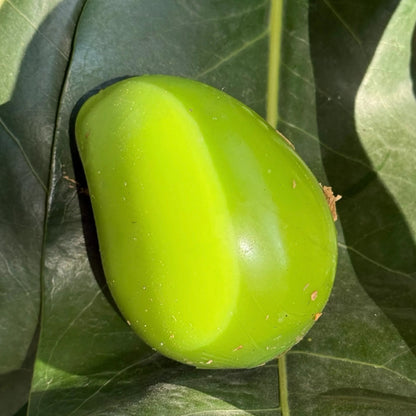 Chameleon Mango Crunch